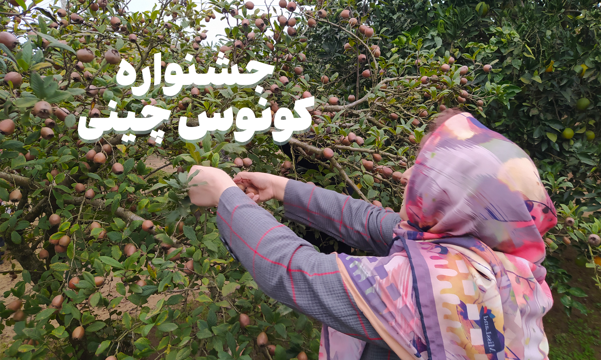 جشنواره کونوس چینی رودلشکده در آبان 1403